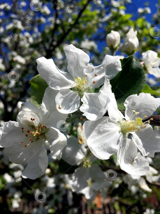 Скачать Цветок яблони. фотосток Ozero
