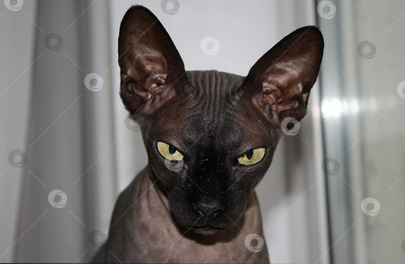 Скачать Сфинкс. фотосток Ozero