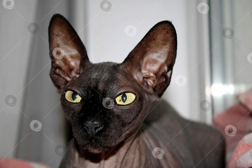 Скачать Кот Сфинкс. фотосток Ozero