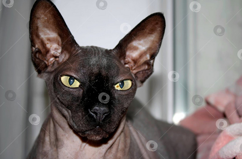 Скачать Сфинкс. фотосток Ozero