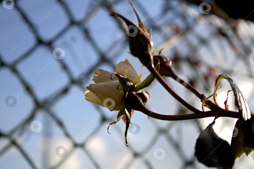 Скачать Бутон розы. фотосток Ozero