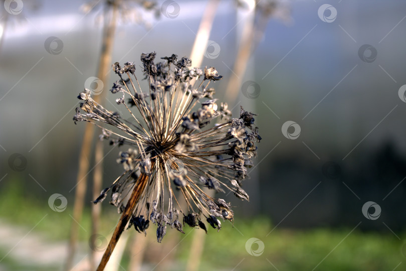 Скачать Семена лука. фотосток Ozero