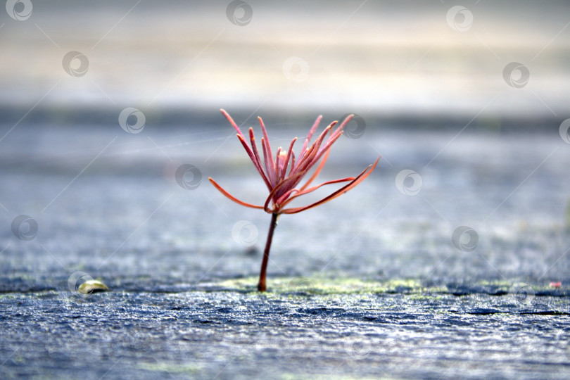 Скачать Жизнь. фотосток Ozero