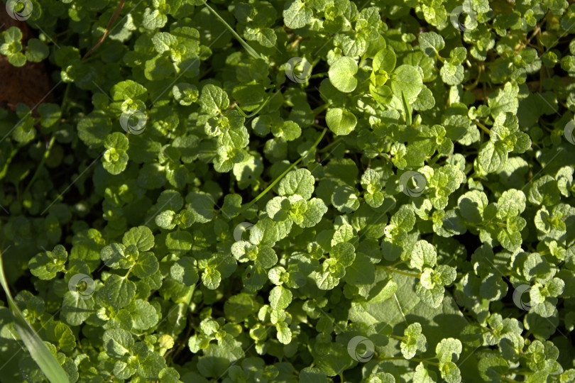 Скачать Зелень. фотосток Ozero