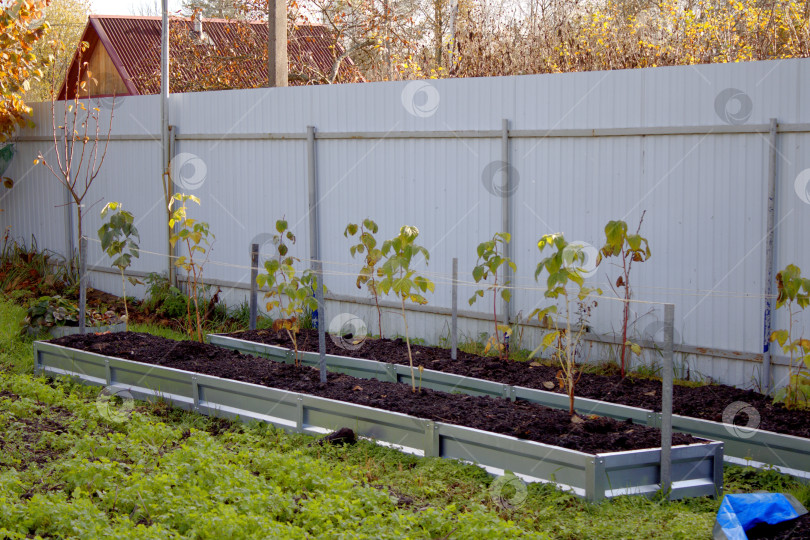 Скачать Грядки малины. фотосток Ozero