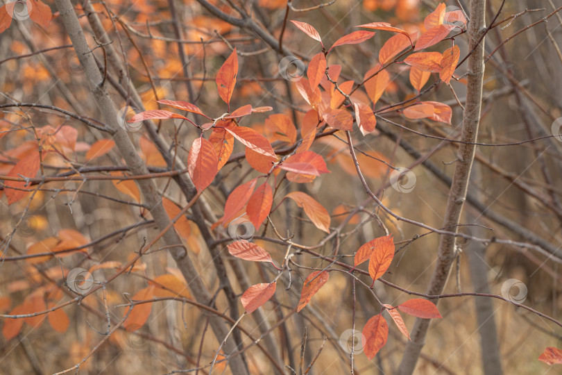 Скачать Естественный фон - осенняя листва на деревьях фотосток Ozero