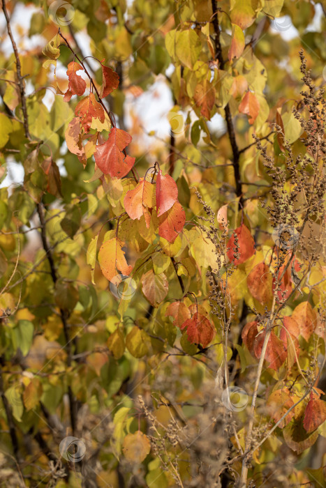 Скачать Естественный фон - осенняя листва на деревьях фотосток Ozero