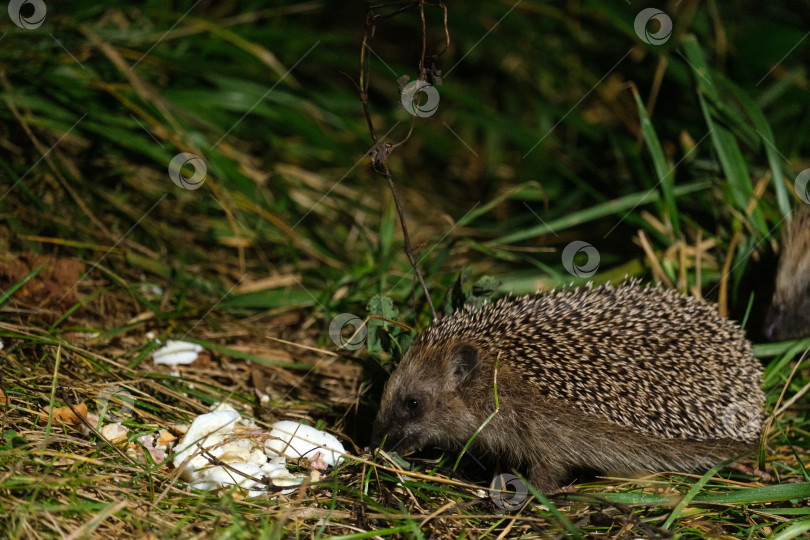 Скачать Ночью ежик поедает пищу в траве фотосток Ozero