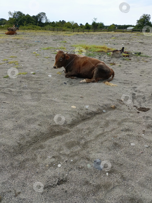Скачать Красновато-коричневая корова мирно отдыхает на песчаном пастбище фотосток Ozero