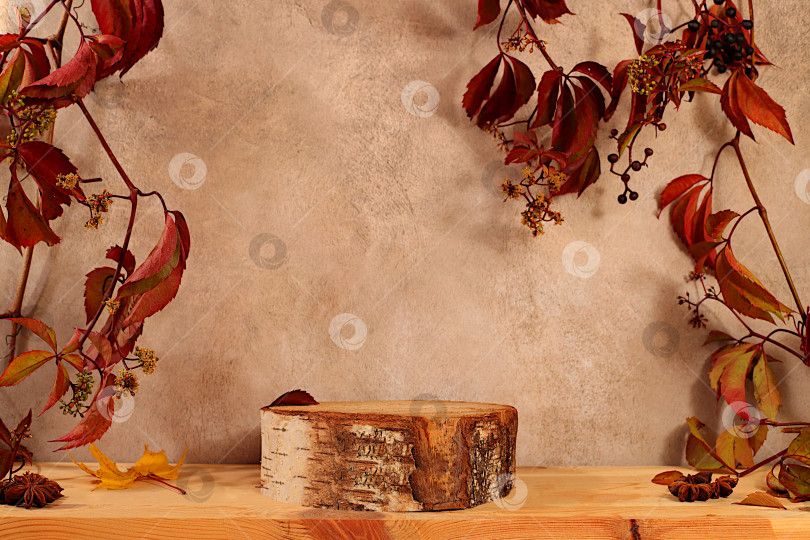 Скачать Креативная осенняя композиция и баннер для оформления. Пустой, современный, элегантный стол-витрина с кленовыми листьями и березовым подиумом - осенняя концепция в стиле минимализма. Поздравительная открытка на День благодарения. фотосток Ozero