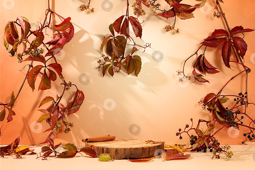 Скачать Пустая деревянная подставка для продуктов из березы с кленовыми листьями на фоне кухни, осенняя концепция в стиле минимализма, креативная осенняя композиция и баннер для оформления. Поздравительная открытка с Днем благодарения. фотосток Ozero