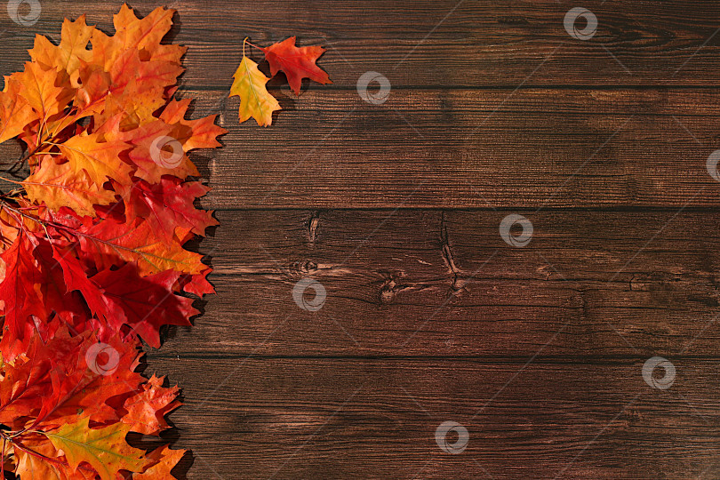 Скачать Здравствуй, осень. Яркая осенняя абстрактная композиция с кленовыми листьями, красивым натюрмортом и концепцией Дня благодарения, баннер и шаблон дизайна, поздравительная открытка и поздравления фотосток Ozero