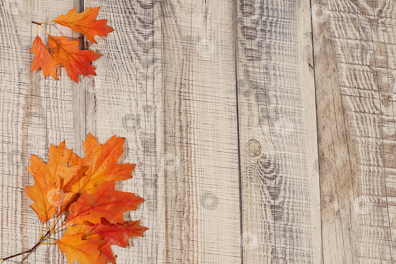 Скачать Здравствуй, осень. Яркая осенняя абстрактная композиция с кленовыми листьями, красивым натюрмортом и концепцией Дня благодарения, баннер и шаблон дизайна, поздравительная открытка и поздравления фотосток Ozero