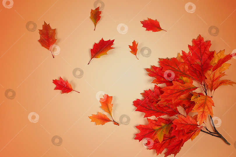 Скачать Здравствуй, осень, яркая осенняя абстрактная композиция с кленовыми листьями, красивым натюрмортом и концепцией Дня благодарения, трафаретный баннер и шаблон дизайна, поздравительная открытка и поздравления фотосток Ozero