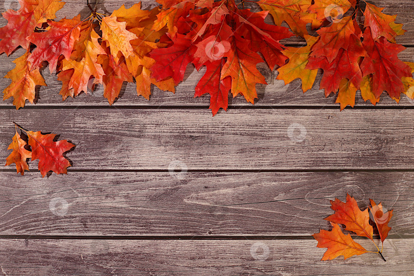 Скачать Здравствуй, осень. Яркая осенняя абстрактная композиция с кленовыми листьями, красивым натюрмортом и концепцией Дня благодарения, баннер и шаблон дизайна, поздравительная открытка и поздравления фотосток Ozero