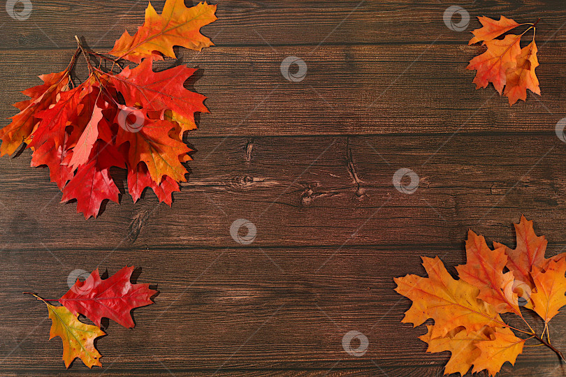 Скачать Здравствуй, осень. Яркая осенняя абстрактная композиция с кленовыми листьями, красивым натюрмортом и концепцией Дня благодарения, баннер и шаблон дизайна, поздравительная открытка и поздравления фотосток Ozero