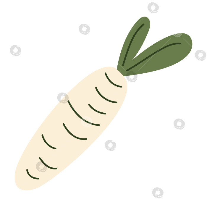 Скачать Белый редис дайкон с зелеными листьями, свежие корнеплоды, органические фермерские продукты, сырые ингредиенты для приготовления, здоровая азиатская кухня, простой ботанический дизайн, натуральный урожай. Векторная иллюстрация в плоском стиле. фотосток Ozero