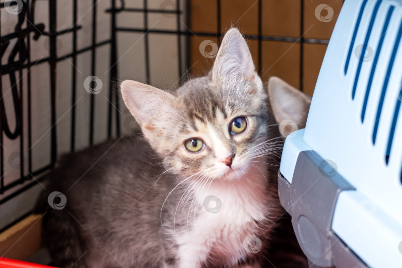 Скачать Маленький котенок сидит в клетке и с любопытством смотрит в камеру фотосток Ozero