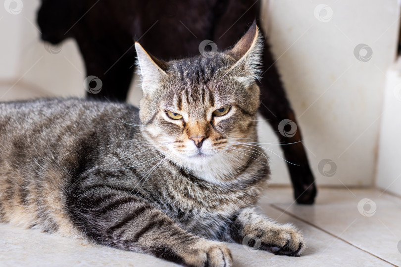 Скачать Кошка лежит на полу, на заднем плане - черная кошка фотосток Ozero