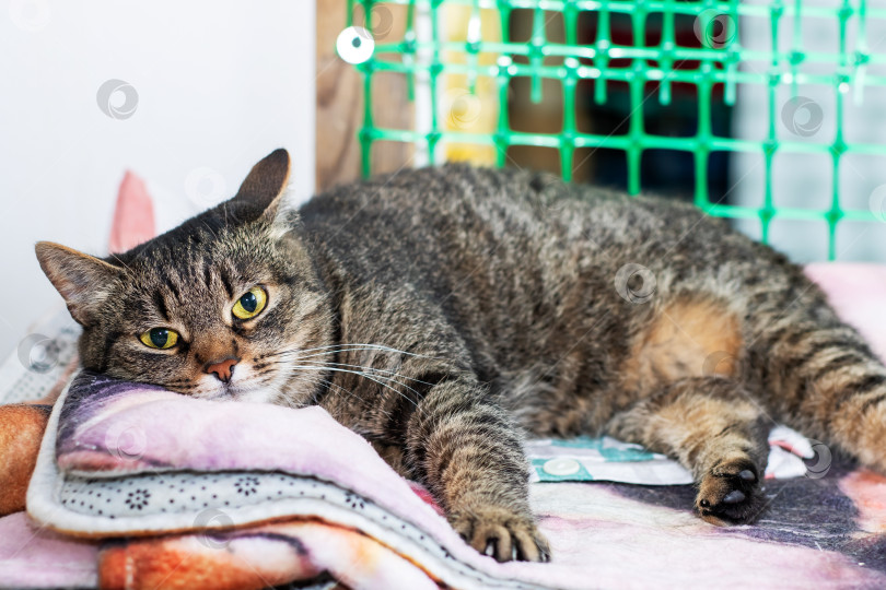 Скачать Пушистый кот уютно устроился на розовом одеяле, лежащем на столе фотосток Ozero