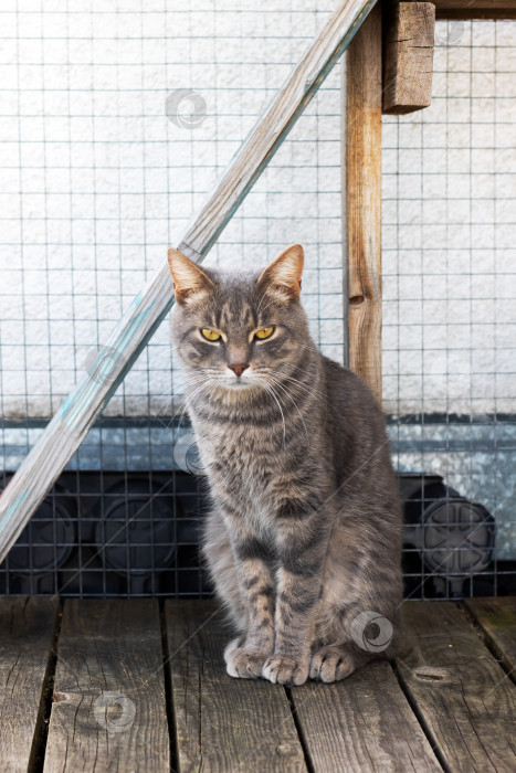 Скачать Серая кошка удобно устроилась на деревянном настиле и пристально смотрит в камеру фотосток Ozero