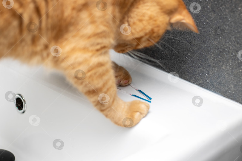 Скачать Игривый и Предприимчивый Рыжий Кот Радостно Исследует Свою Новообретенную территорию Внутри раковины фотосток Ozero