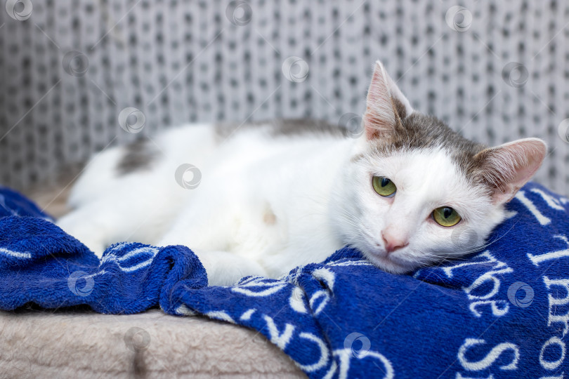 Скачать Бело-серая кошка уютно лежит на мягком голубом одеяле фотосток Ozero
