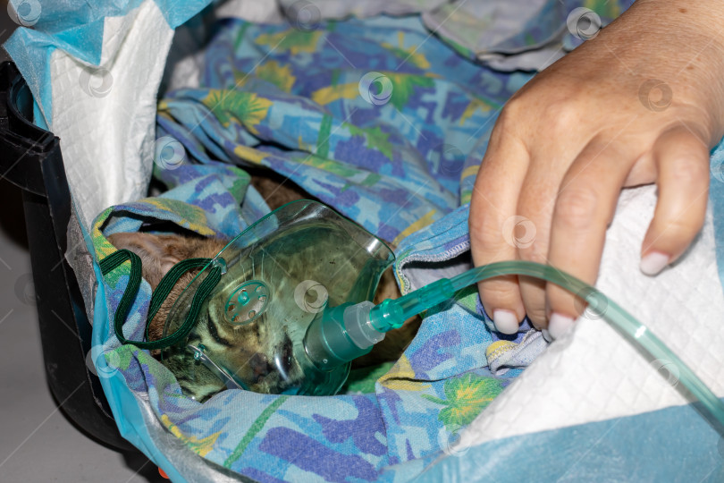 Скачать Человек осторожно надевает кислородную маску на морду кошки фотосток Ozero