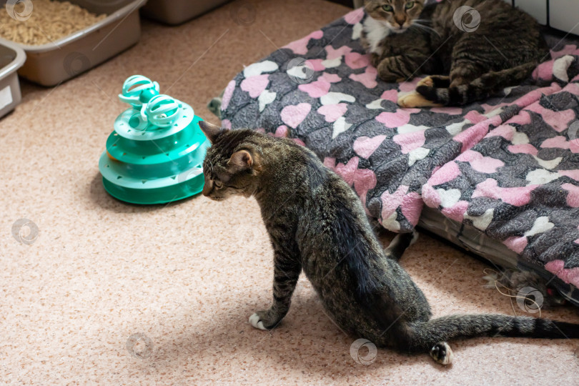 Скачать Две игривые кошки с удовольствием играют с красочной игрушкой на кровати фотосток Ozero
