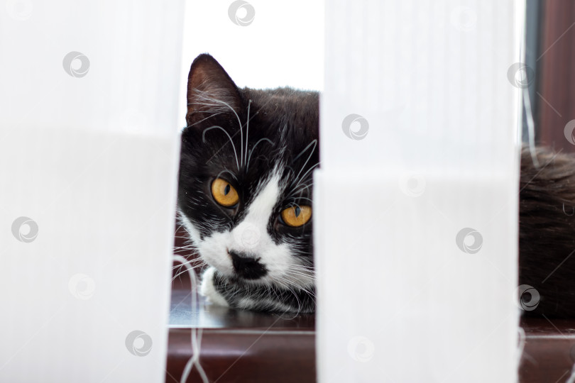 Скачать Черно-белая кошка с любопытством выглядывает из-за жалюзи на окне фотосток Ozero