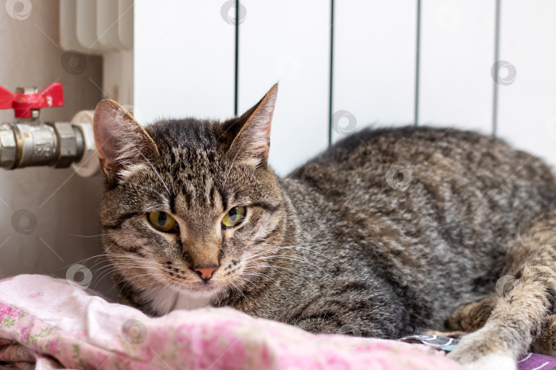 Скачать Кошка мирно лежит на теплом одеяле рядом с батареей отопления фотосток Ozero
