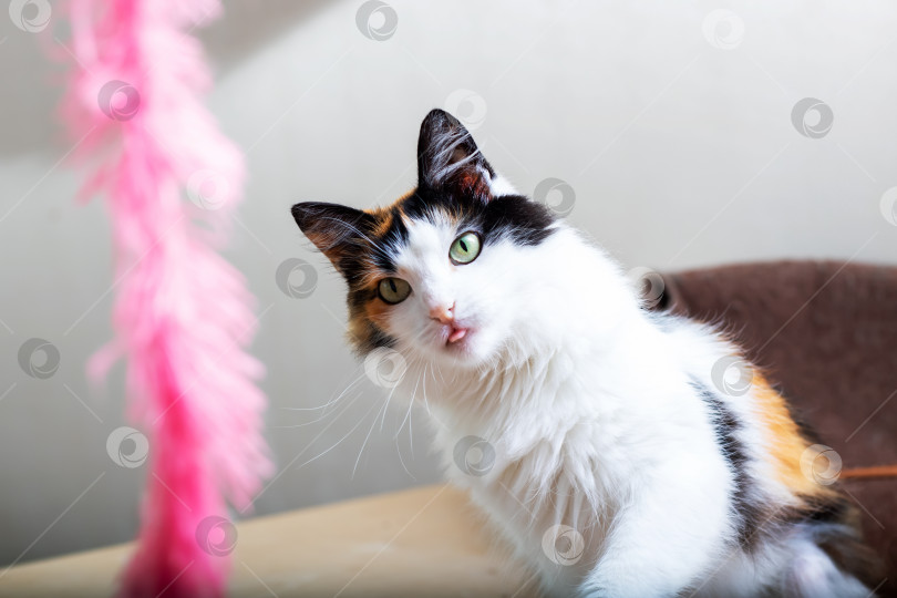 Скачать Игривый ситцевый котик развлекается с игрушкой из ярко-розовых перьев фотосток Ozero