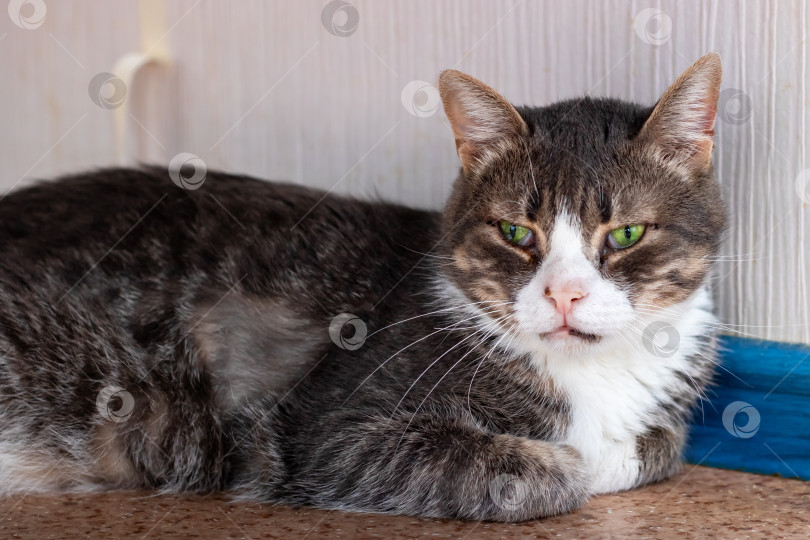 Скачать Кошка с яркими зелеными глазами уютно разлеглась на полу фотосток Ozero