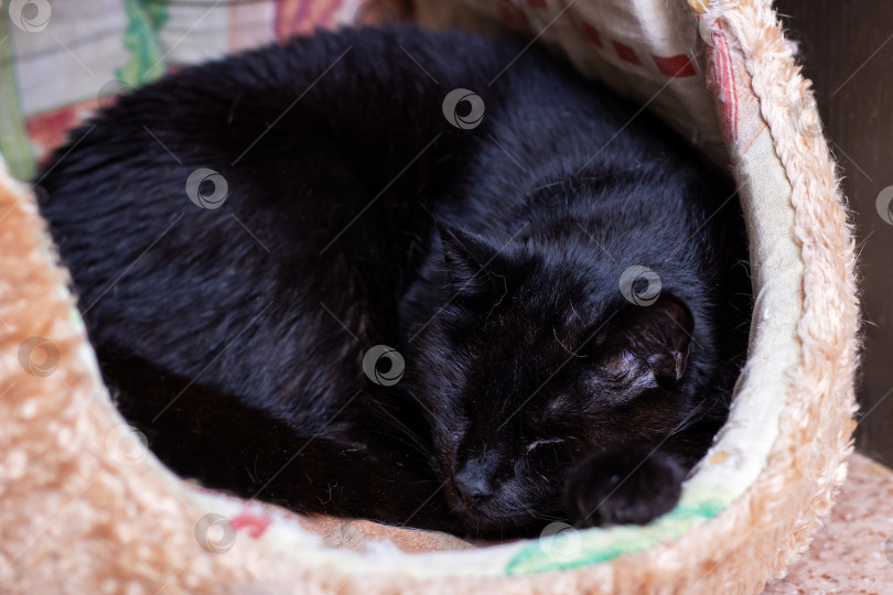 Скачать Черная кошка мирно спит на большой мягкой игрушке-животном фотосток Ozero