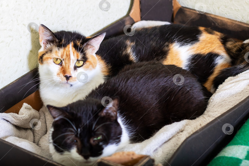 Скачать Два ситцевых кота лежат на одеяле в уютной коробке фотосток Ozero