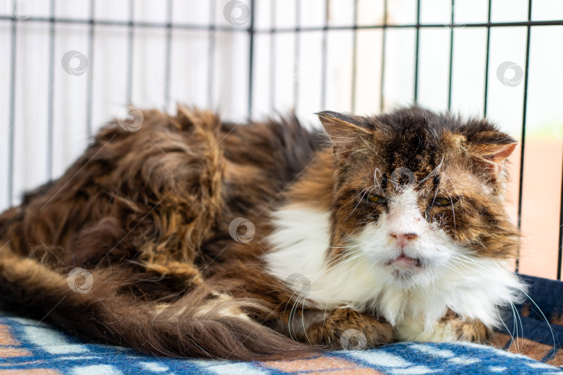 Скачать Маленькая кошечка уютно лежит на мягком одеяле внутри клетки фотосток Ozero