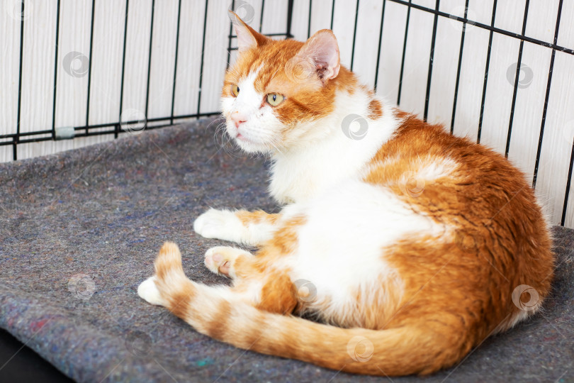 Скачать Оранжево-белая кошка лежит на уютном одеяле в клетке фотосток Ozero