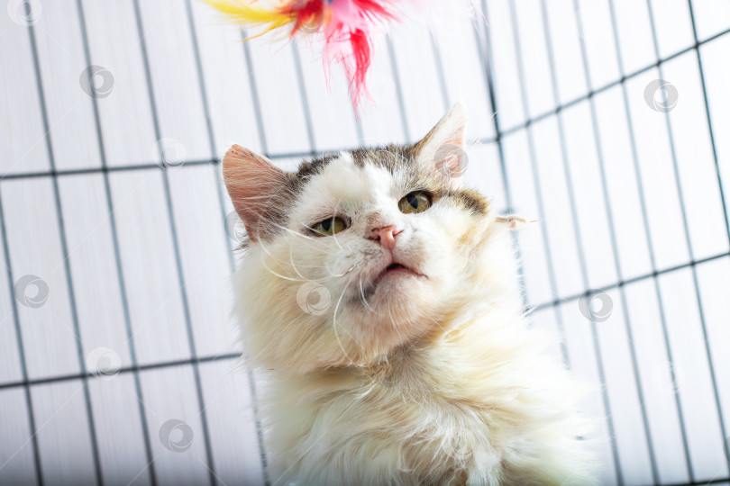 Скачать Кошка в маленькой клетке смотрит на свисающую сверху игрушку фотосток Ozero
