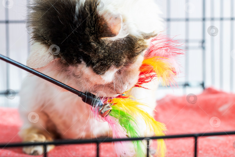 Скачать Игривая кошка играет с красочной игрушкой из перьев в клетке фотосток Ozero
