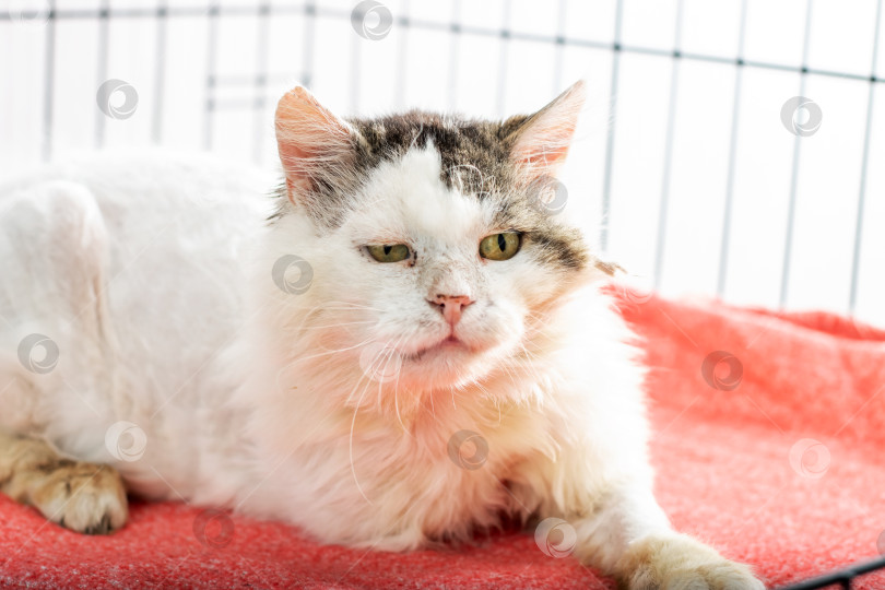 Скачать Пушистый белый кот уютно устроился на ярко-красном одеяле внутри клетки фотосток Ozero