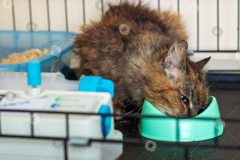 Скачать Кошка с удовольствием пьет свежую воду из своей зеленой миски фотосток Ozero