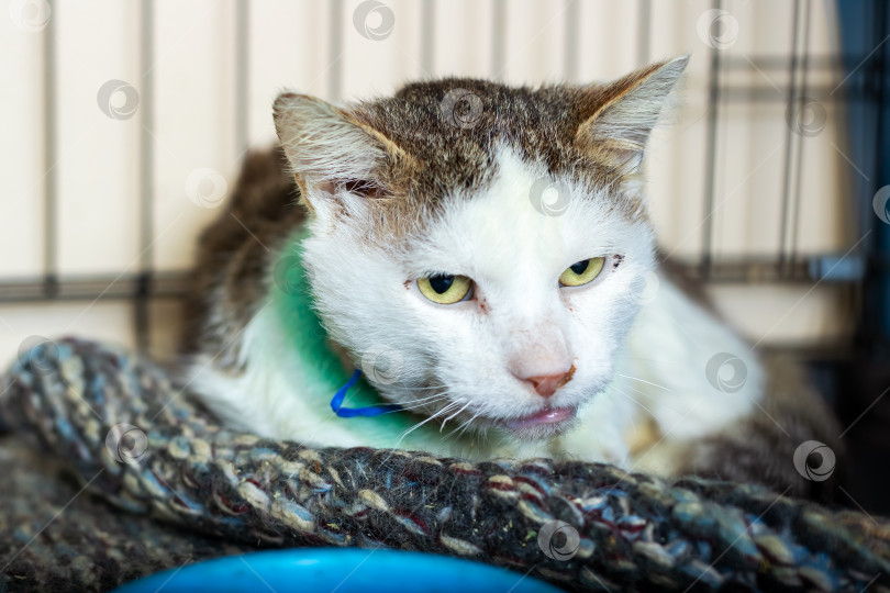 Скачать Пушистый кот с зеленым ошейником лежит на мягком одеяле фотосток Ozero