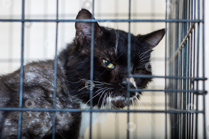 Скачать Черная кошка сидит в клетке, и изо рта у нее течет вода фотосток Ozero