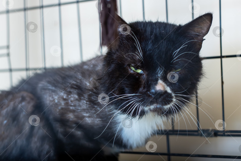 Скачать Черно-белая кошка в данный момент спокойно сидит в клетке фотосток Ozero