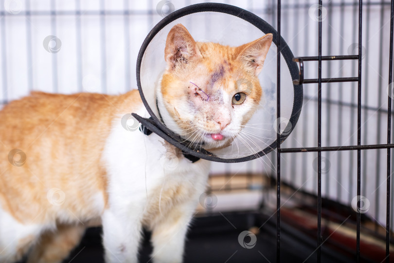 Скачать Кошка с конусом на шее в настоящее время находится в клетке фотосток Ozero