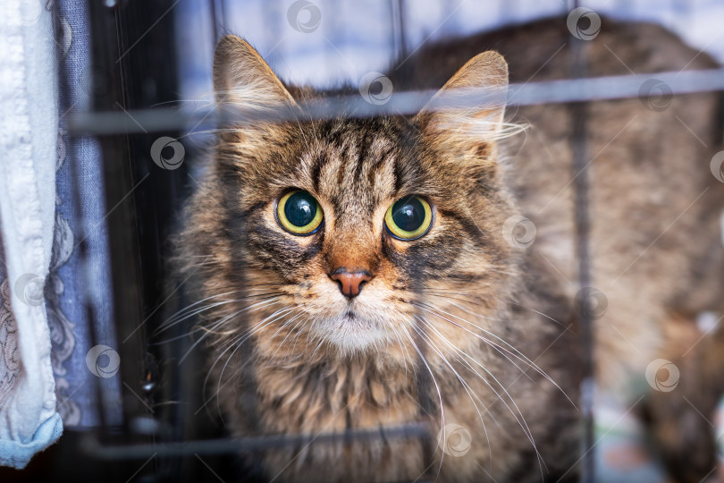 Скачать В данный момент кошка находится в клетке и смотрит прямо в камеру фотосток Ozero