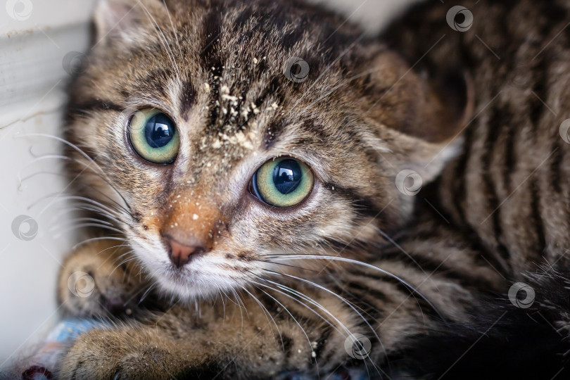Скачать Это детализированное изображение кошки крупным планом, демонстрирующее ее красивые зеленые глаза фотосток Ozero