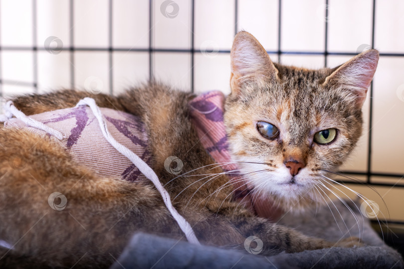Скачать Кошка с повязкой на шее в данный момент лежит в клетке фотосток Ozero