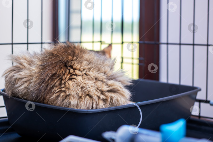 Скачать Кошка удобно устроилась в черном ящике для мусора фотосток Ozero