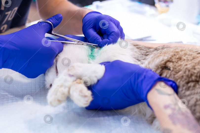 Скачать Человек, одетый в синие перчатки, в настоящее время работает с кошкой фотосток Ozero